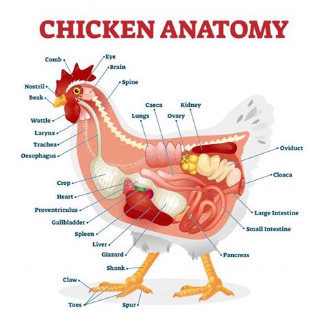 Ilustração de anatomia de frango | Vetor Premium | Chicken anatomy, Egg bound chicken, Anatomy