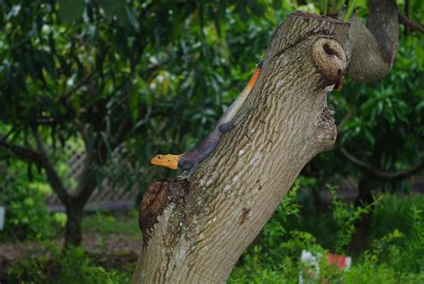 Red-headed agama (Agama agama),Fairchild Tropical Botanic … | Flickr