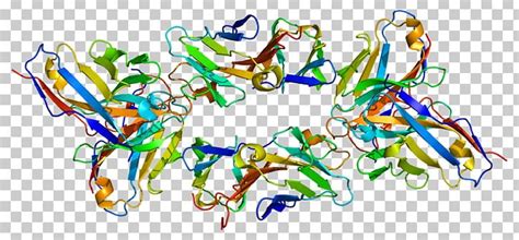 T-cell Surface Glycoprotein CD3 Epsilon Chain T Cell CD3D PNG, Clipart ...