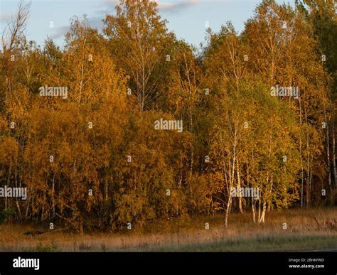 Red forest in Chernobyl Exclusion Zone - during autumn Stock Photo - Alamy