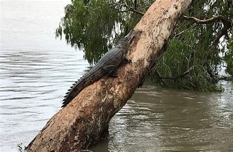 Crocodiles spotted in suburban streets after 'once-in-a-century floods' hit Australia