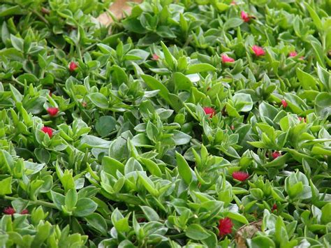 Red Apple ice plant is at risk to downy mildew | Total Landscape Care