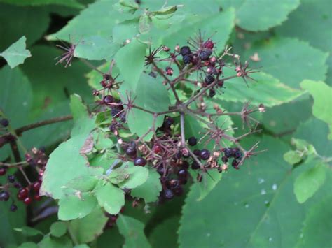 American Spikenard – Aralia Racemosa: Edible & Medicinal Uses of the ...