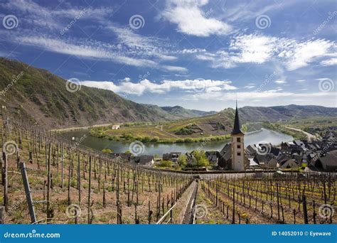 Vineyards at the Mosel Bow Near Bremm Stock Photo - Image of landscape, germany: 14052010