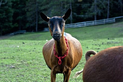 phthalo-blue: Vermont: Animals