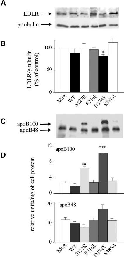 Effect of expression of PCSK9 in McA cells on LDL receptor content ( A... | Download Scientific ...