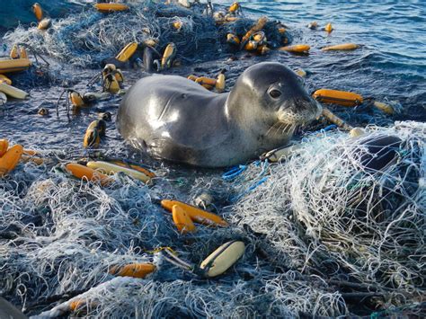 Effects Of Plastic Pollution On Animals