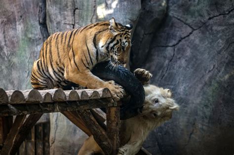 One of a kind: White lion, Bengal tiger friendship amazes visitors in Istanbul's lion park ...