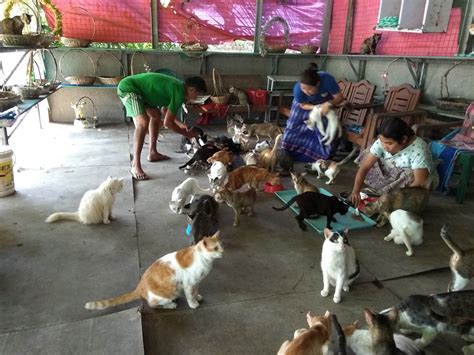 Food aid for 120 abused and disabled cats at a Yangon animal shelter ...