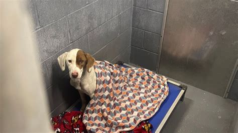 Charges filed after Horry County dog is abandoned during winter storm