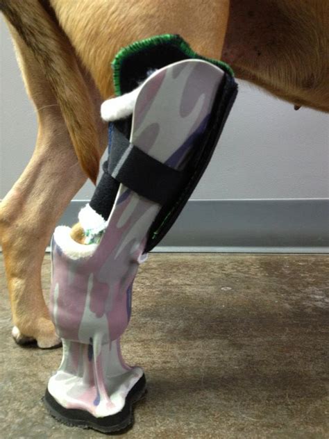 Tripawds » How Prosthetics and Braces Help Three-Legged Tripawd Dogs ...