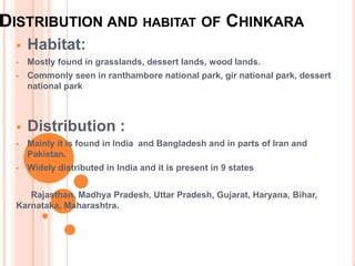 Chinkara | PPT