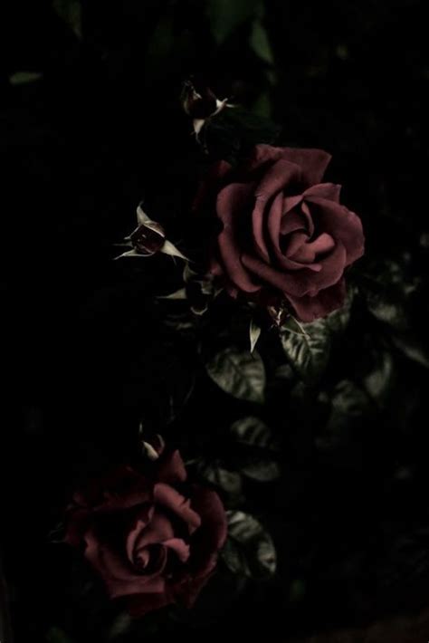 dark rose | Gothic wallpaper, Gothic flowers, Rose wallpaper