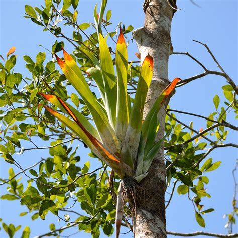 Pin en 1AAAB1-Bromelias & Associated Plants