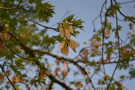 When Do Maple Tree Seeds Fall | Storables