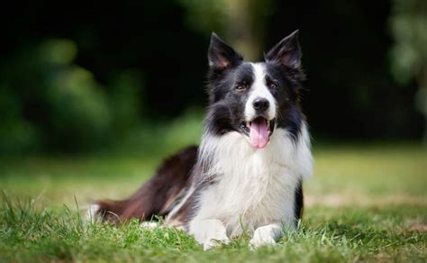 Top Border Collie Names – [785+ Ideas For Your Pup]