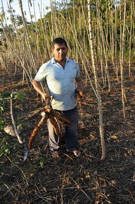 58 Cassava roots Stock Pictures, Editorial Images and Stock Photos ...