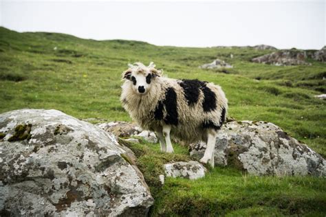 13 Photos of Faroese Sheep to Brighten Up Your Day - Eternal Arrival