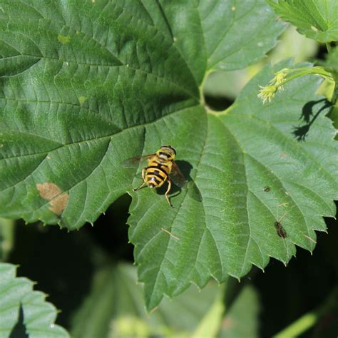 Masters of Disguise: Mimicry in Nature