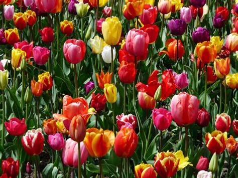 33++ Gambar Taman Bunga Tulip - Galeri Bunga HD