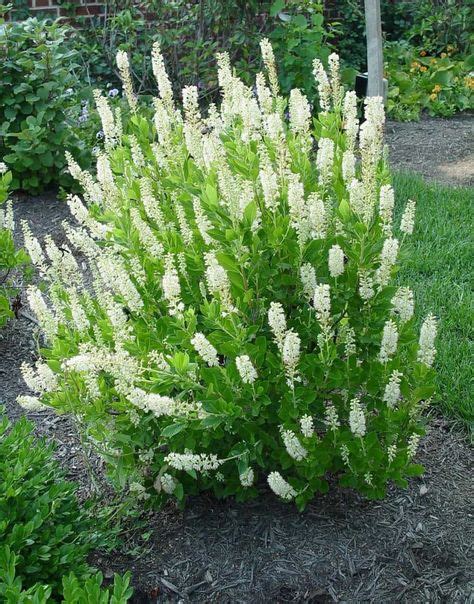 Growing Dwarf Shrubs In Your Yards in 2020 | Shade plants, Shade shrubs, Garden shrubs