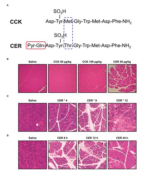 | Structure of cholecystokinin and caerulein and their effects on ...