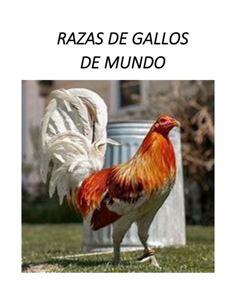 RAZAS DE GALLOS DE COMBATE by Héctor Luciano Main Morales - Issuu