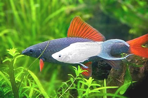 How To Take Care Of Freshwater Aquarium? - Beginner Guide