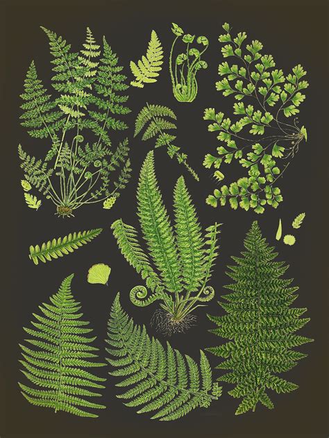 Botanical Fern Print. Scientific illustration Fern poster | Etsy