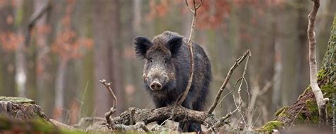 Wild Pig Hunting