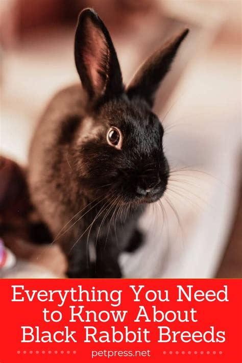 Everything You Need to Know About Black Rabbit Breeds