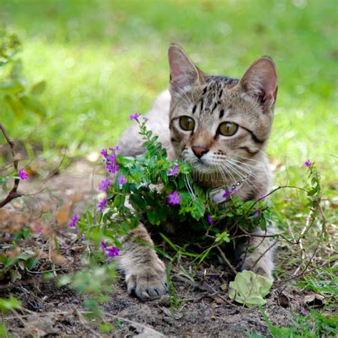 Kitten with flowers stock photo. Image of small, outdoors - 37873986