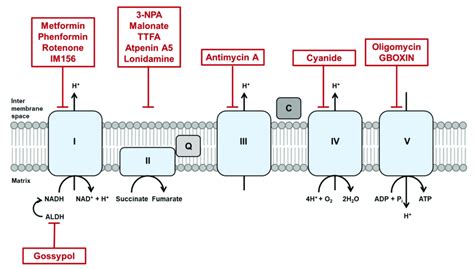 Inhibitors of oxidative phosphorylation (OXPHOS). The OXPHOS metabolic ...