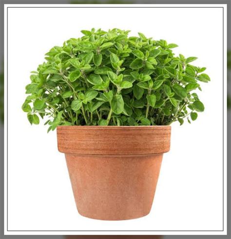 Oregano Leaves: Growing, Care, and Harvesting - AAAK