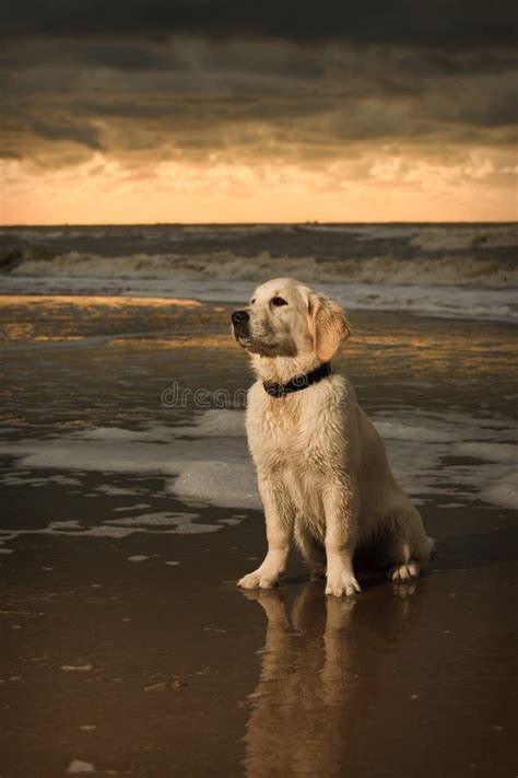 Beach Portrait Of Golden Retriever Puppy Royalty Free Stock Photos ...