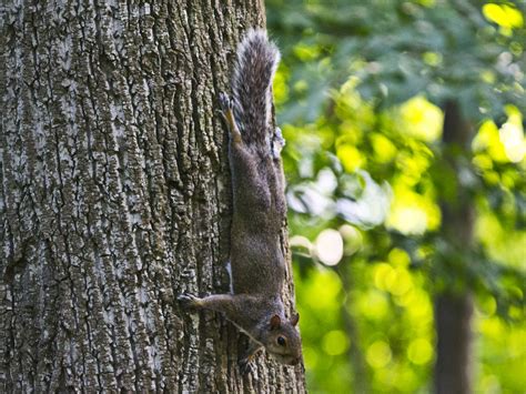 Tree Squirrels - Facts & Behavior Information