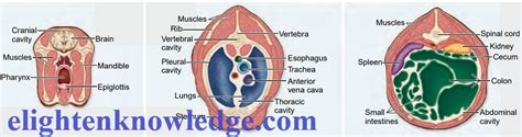 Animal tissues; types and their functions. - Elightenknowledge.com