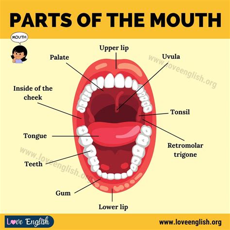 Autónomo Extranjero Canoa mouth anatomy diagram Racionalización ...