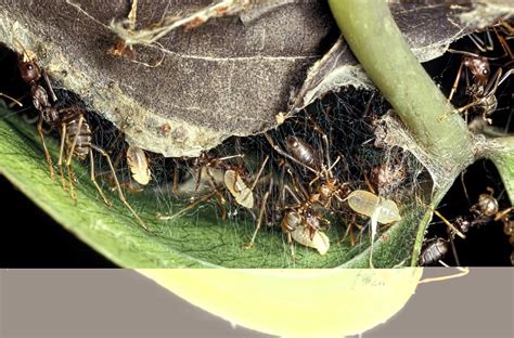 Weaver Ants Building A Nest Photograph by Science Photo Library