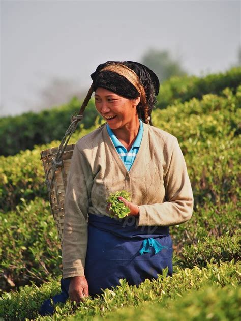 Darjeeling tea fields, harvest. www.teacampaign.ca Source: see below. | Darjeeling tea ...