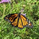 7 what does monarch butterfly eat in Biological Science Picture Directory - Pulpbits.net ...