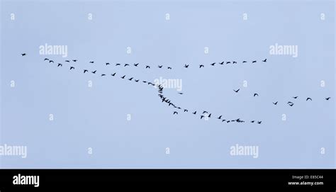 Greylag Geese migration, Anser anser Stock Photo - Alamy