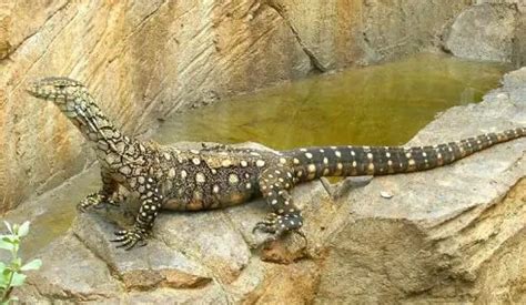 Perentie | The Animal Facts | Diet, Lifepsan, Habitat, Breeding, Appearance