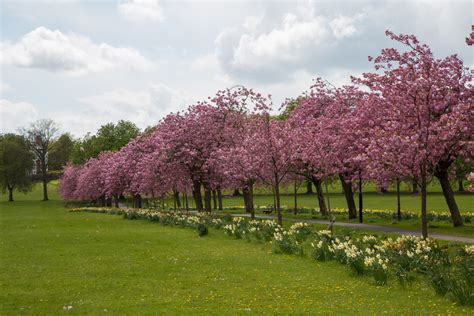 Blossoming Cherry Tree Free Stock Photo - Public Domain Pictures