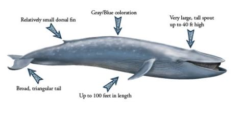 Facts about Blue Whales | Amazing Facts about the Blue Whale - Small ...