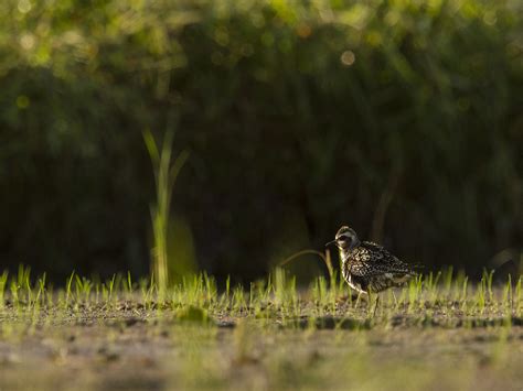 American Golden-Plover - Birding Trinbago