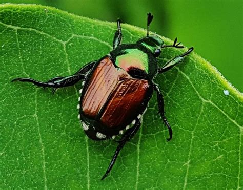 417 Pest Watch: Japanese Beetle - All About Trees