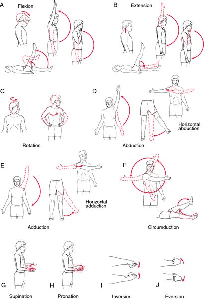 Range of motion exercise | definition of range of motion exercise by ...