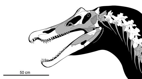 Baryonyx Skull