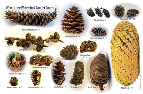 Wenatchee Watershed Conifer Cones - Wenatchee Naturalist